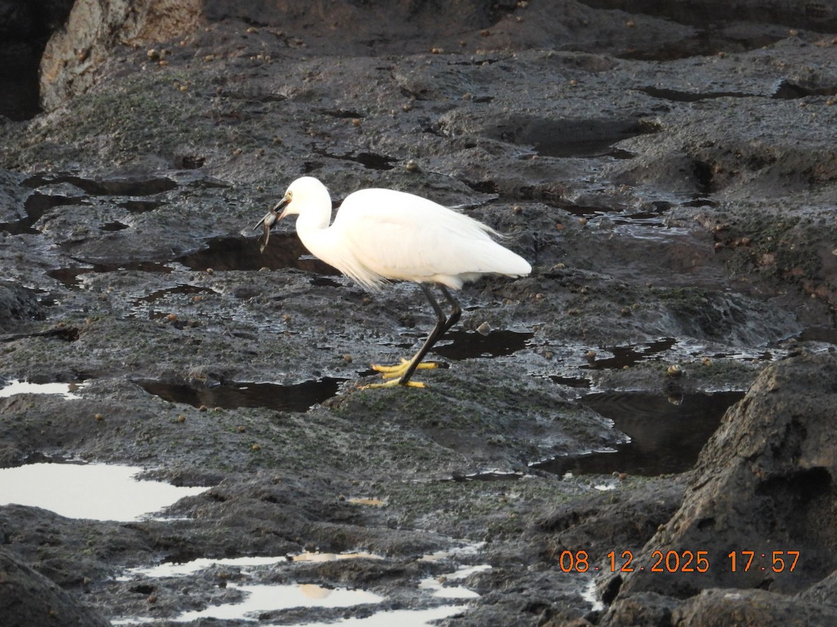 Little Egret - ML646610314