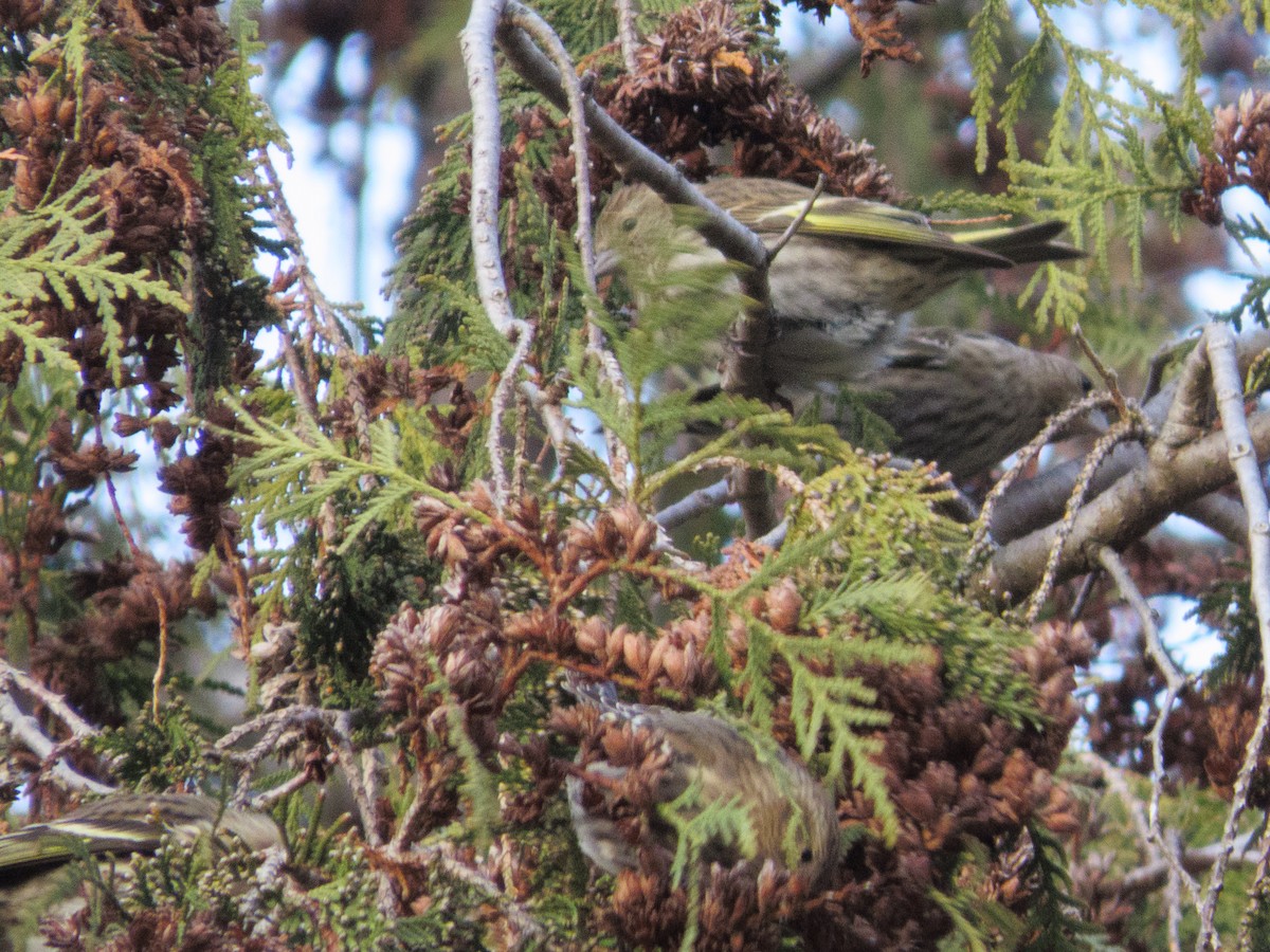 Pine Siskin - ML646610316
