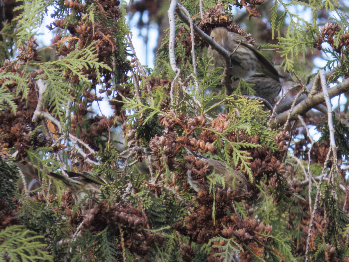Pine Siskin - ML646610317