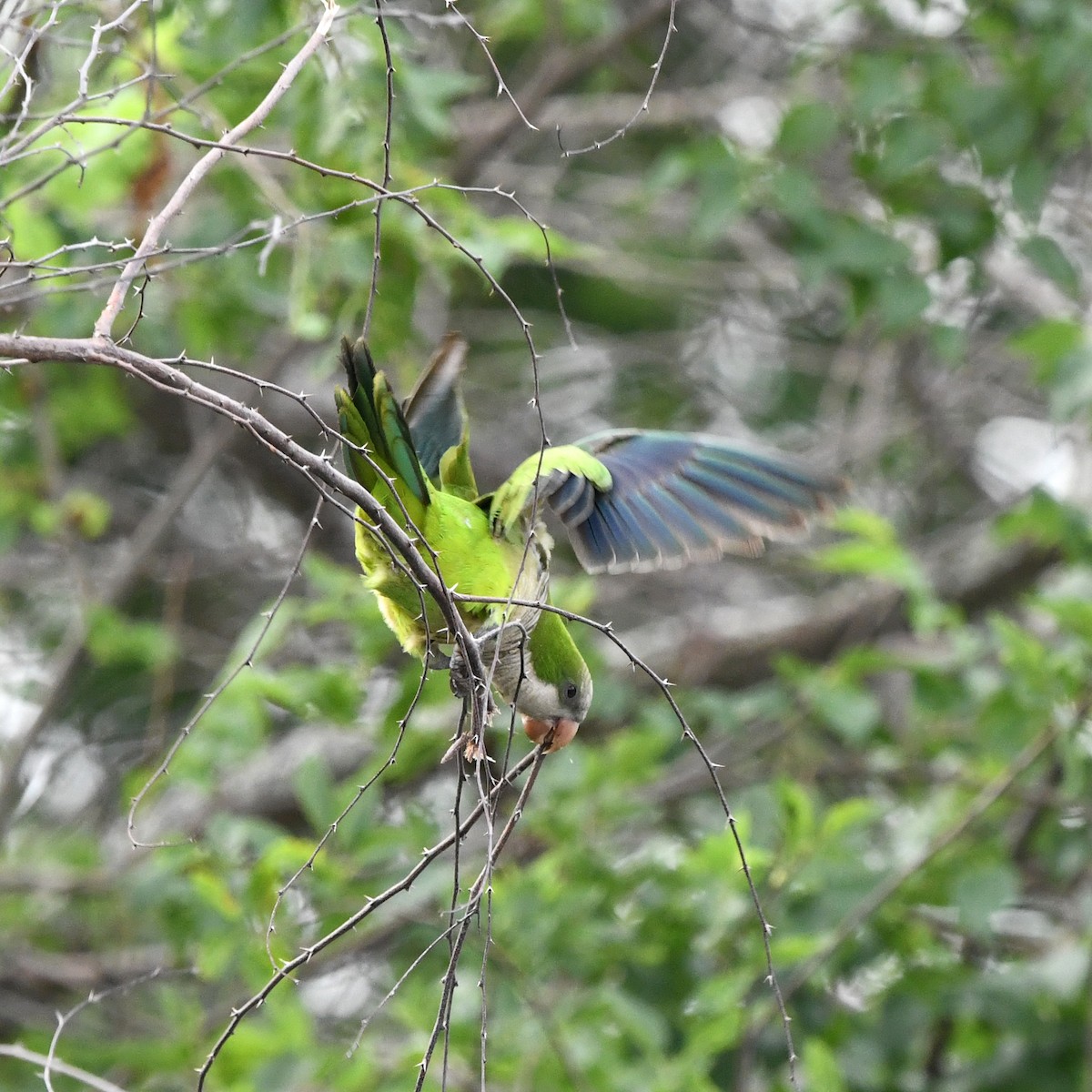 Papagai bulargrisa - ML646610318