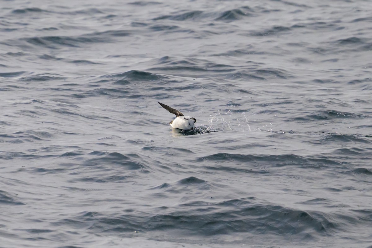 alkoun malý - ML646610319