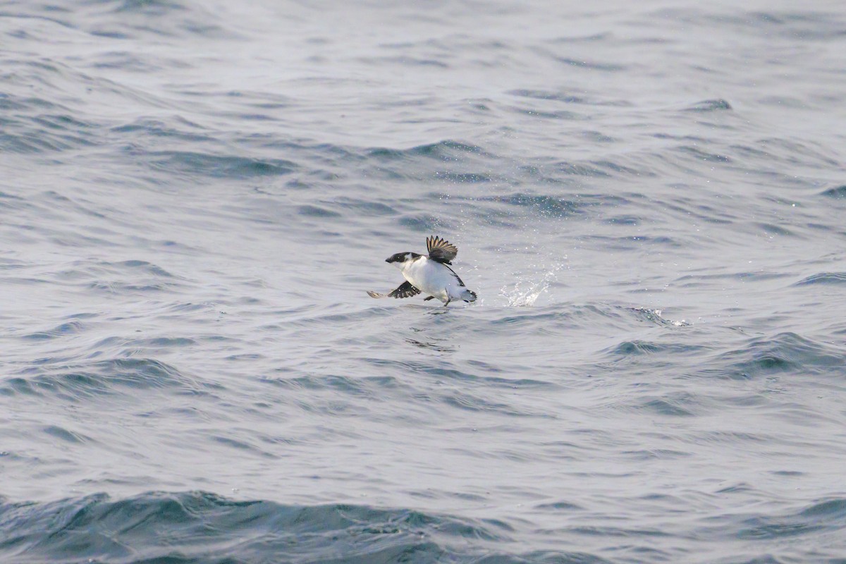 alkoun malý - ML646610320