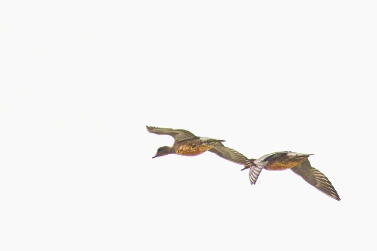 Eurasian Wigeon - ML646610323