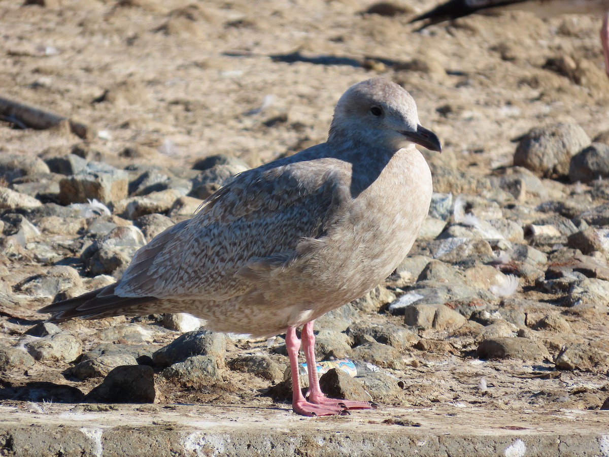 Polarmöwe (Thayermöwe) - ML646610324