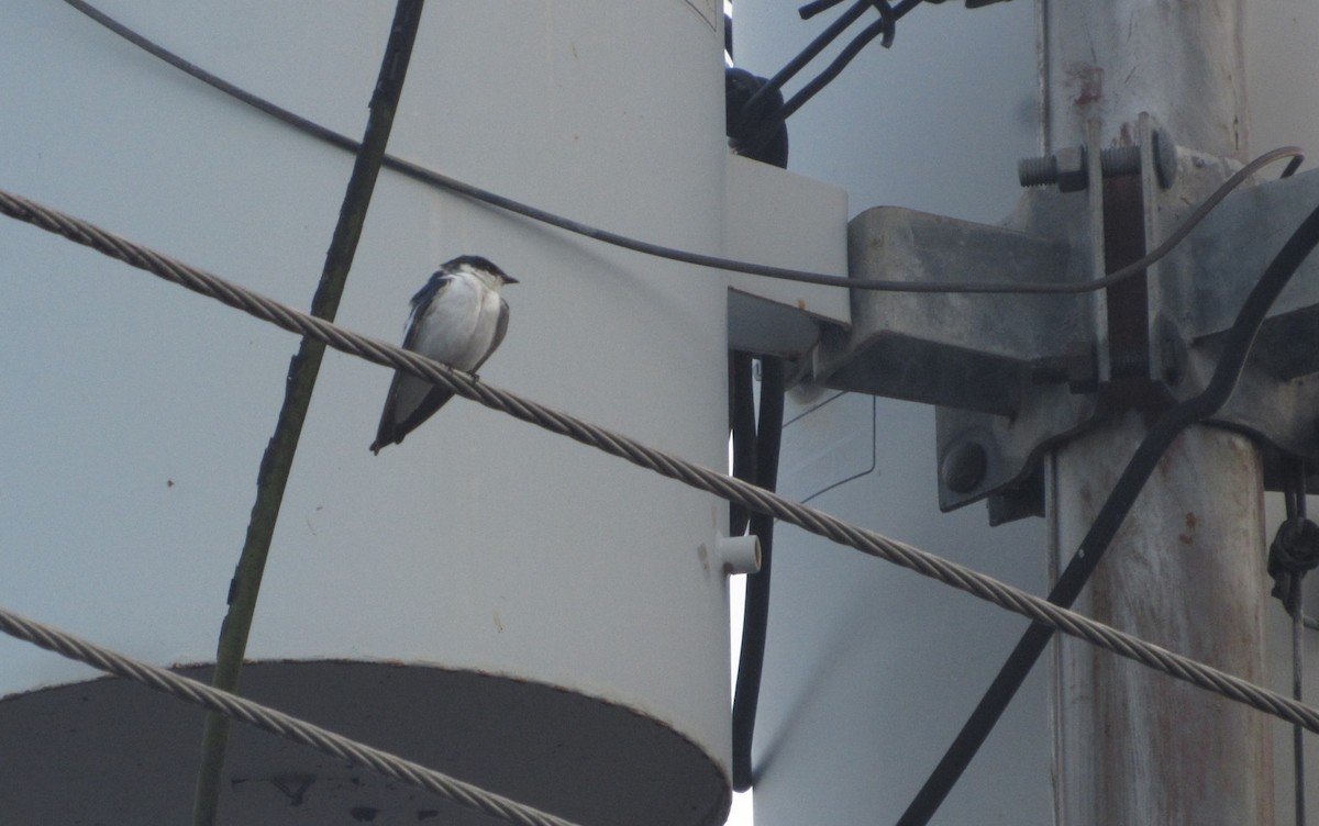 Cayenneschwalbe - ML646610326