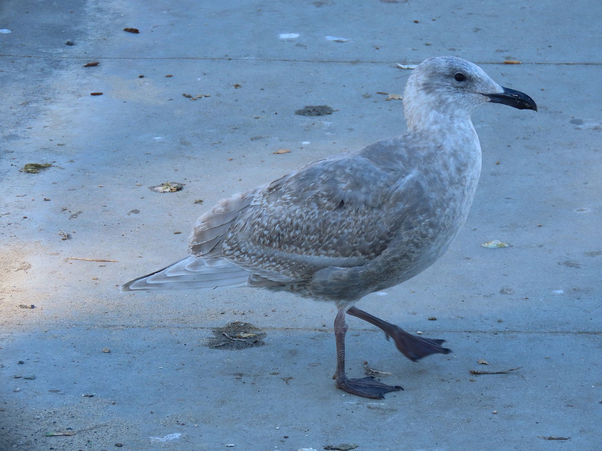 Beringmöwe - ML646610327