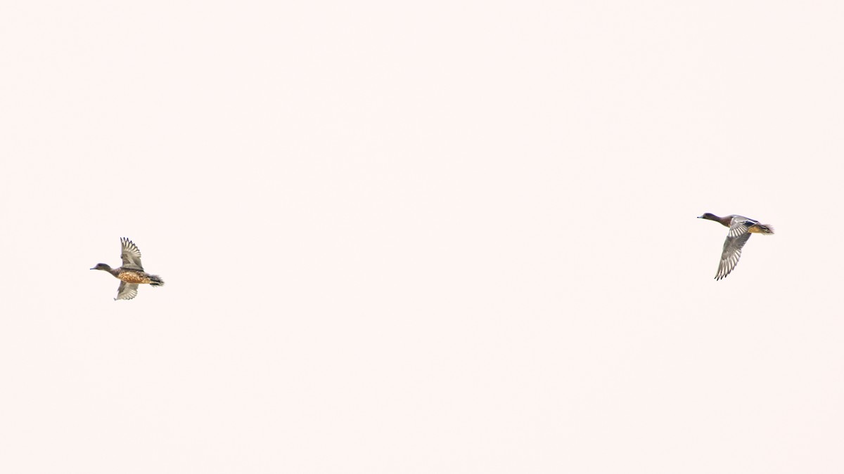 Eurasian Wigeon - ML646610328