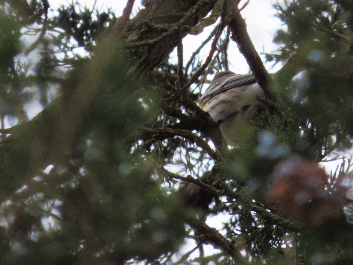 Yellow-rumped Warbler - ML646610329