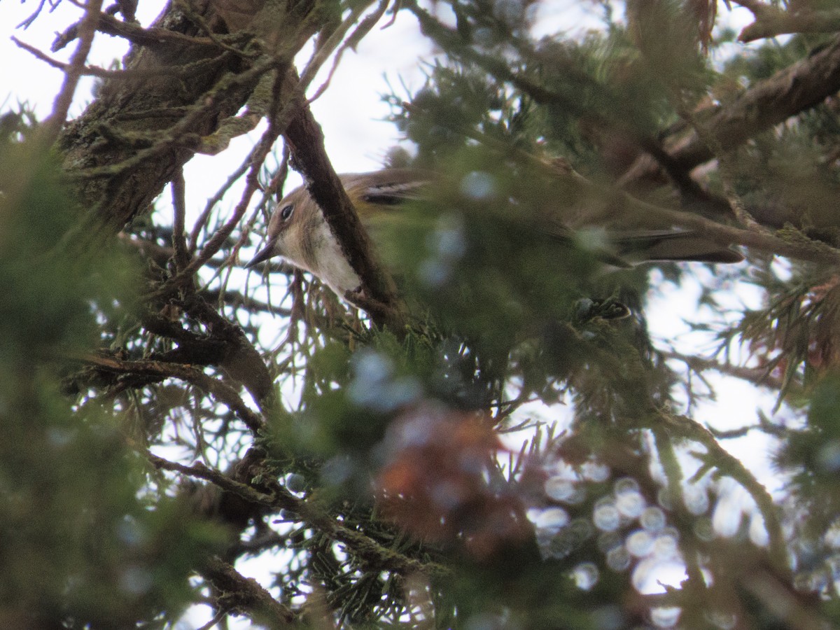 Yellow-rumped Warbler - ML646610330