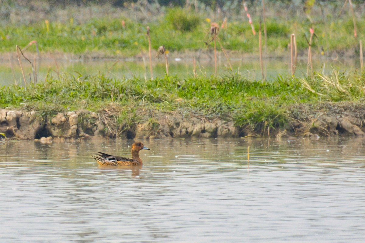 Eurasian Wigeon - ML646610331
