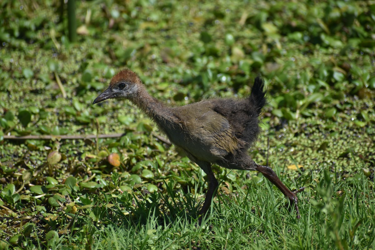 Giant Wood-Rail - ML646610336