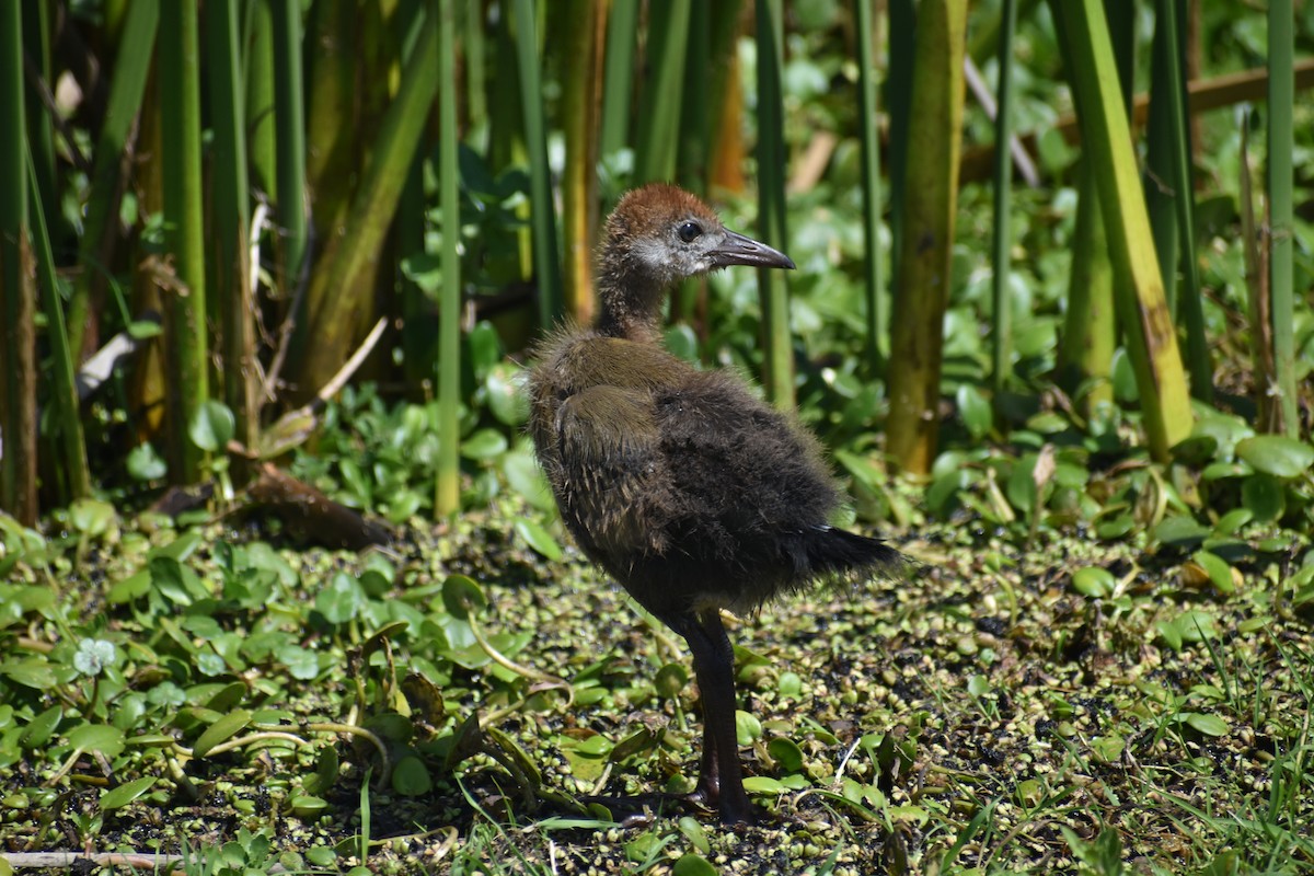 Giant Wood-Rail - ML646610337
