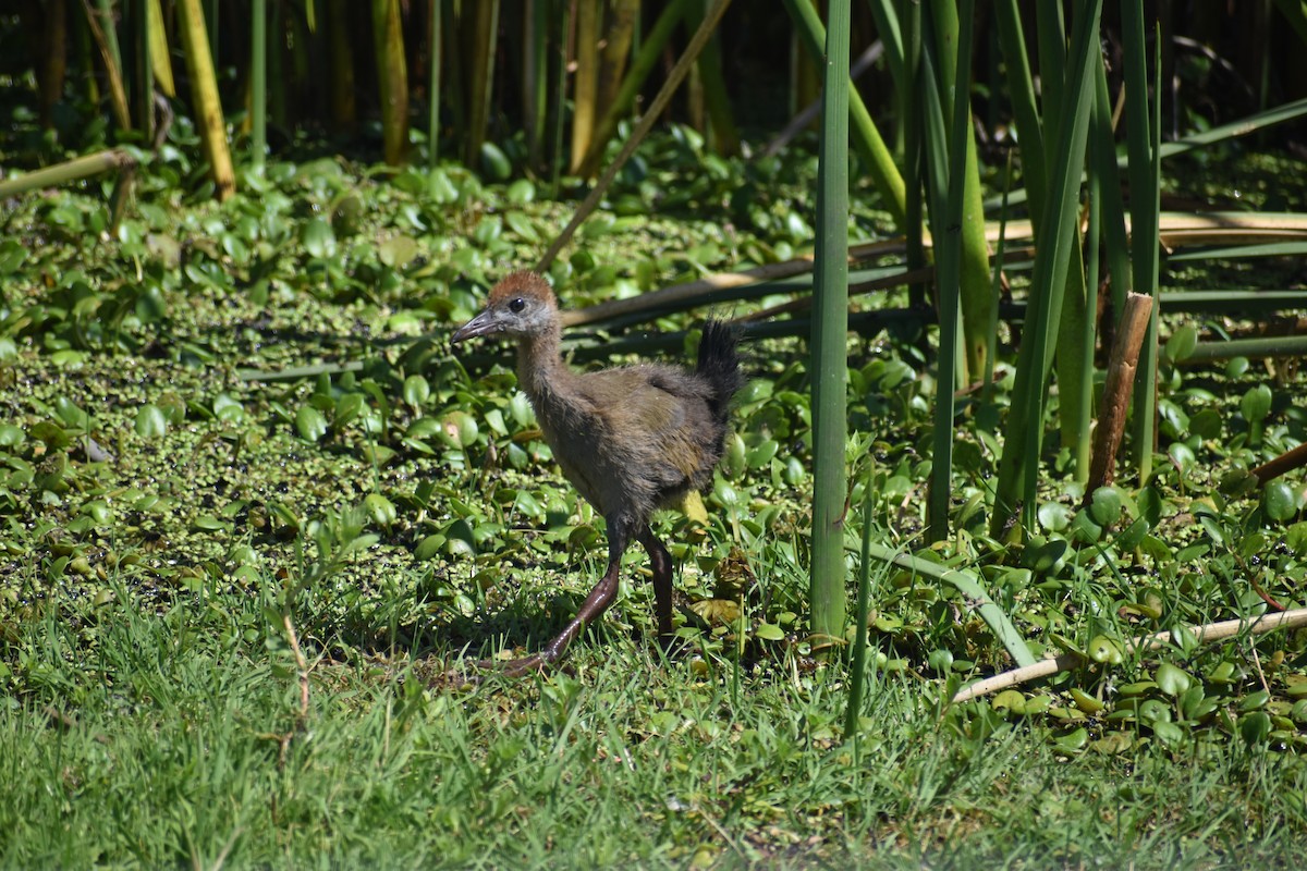 Giant Wood-Rail - ML646610338