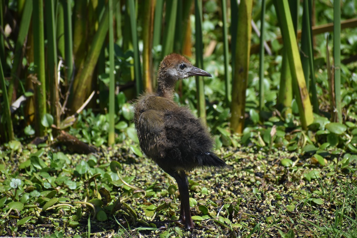 Giant Wood-Rail - ML646610339