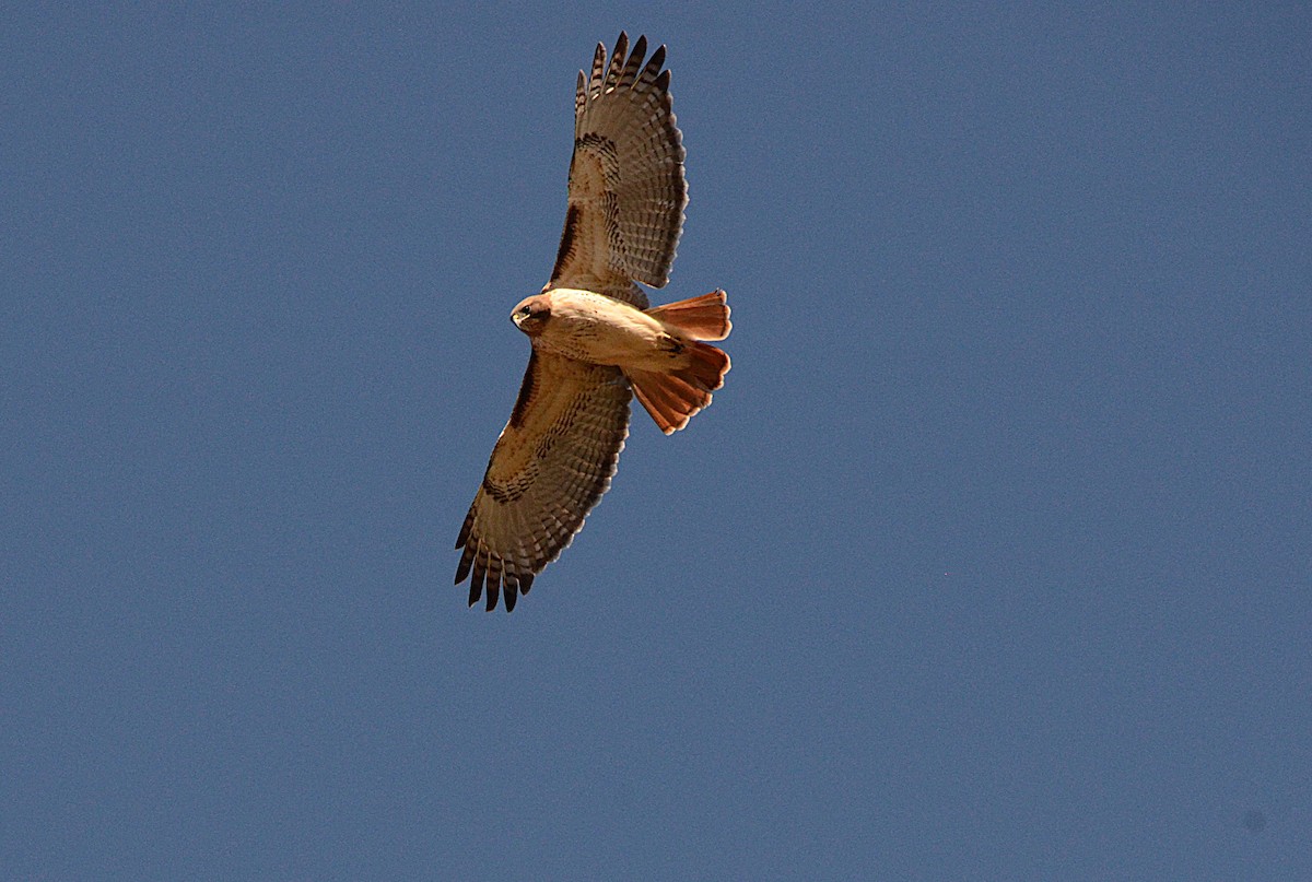 Rotschwanzbussard - ML646610341