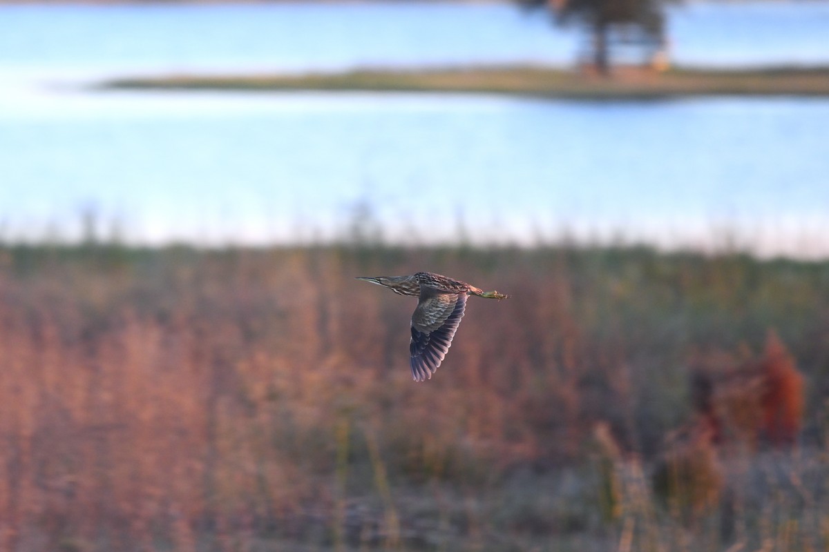 American Bittern - ML646610342