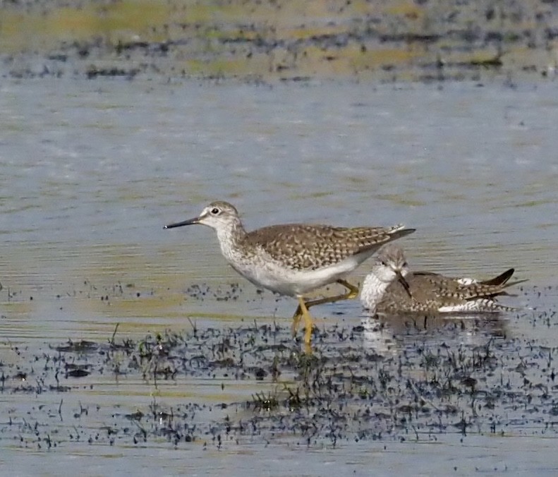Lesser Yellowlegs - ML646610343