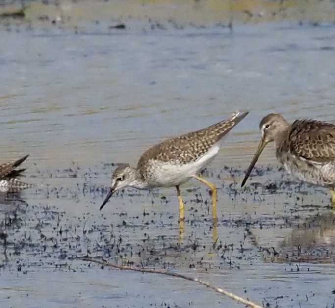 Lesser Yellowlegs - ML646610344