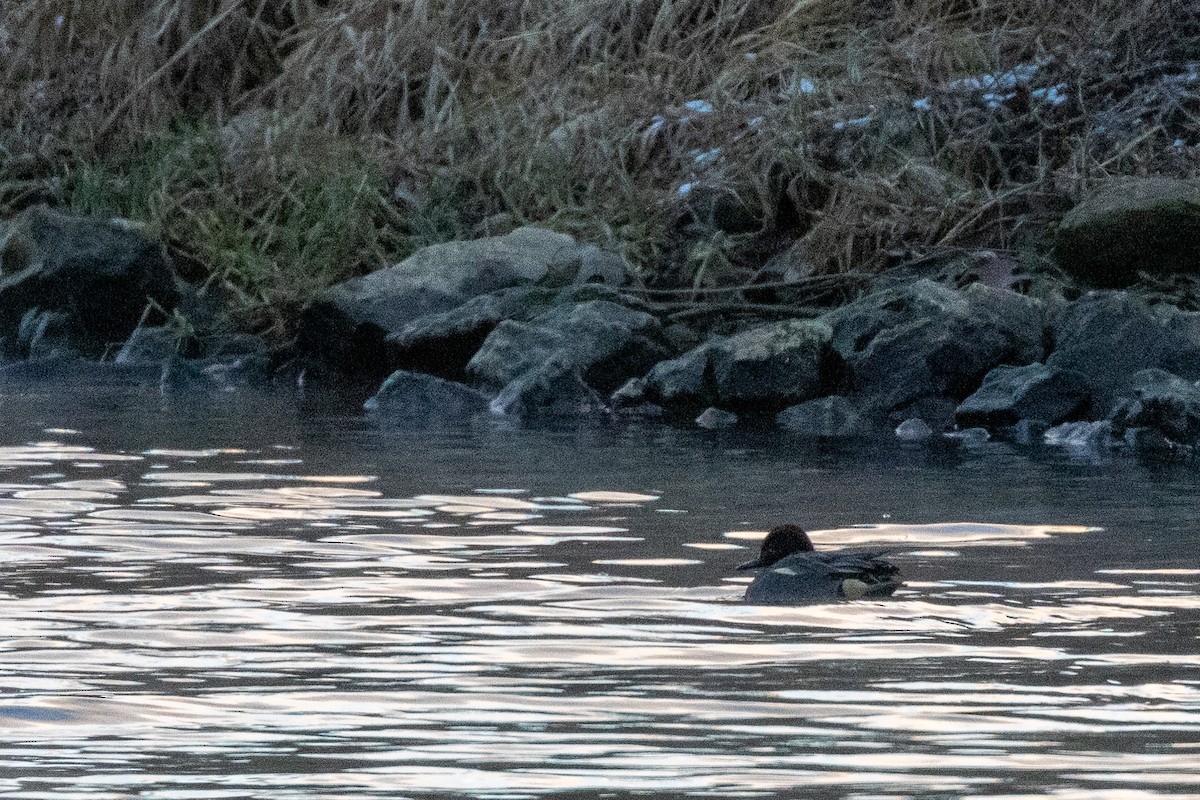 Чирок-свистунок (Евразийский) - ML646610345