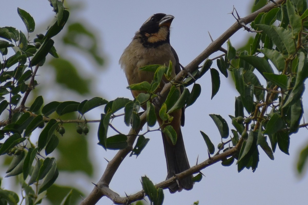 Golden-billed Saltator - ML646610352