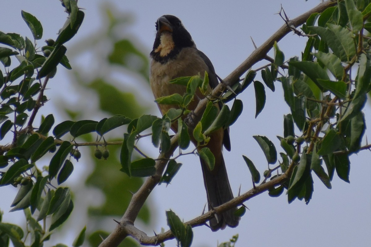 Golden-billed Saltator - ML646610353