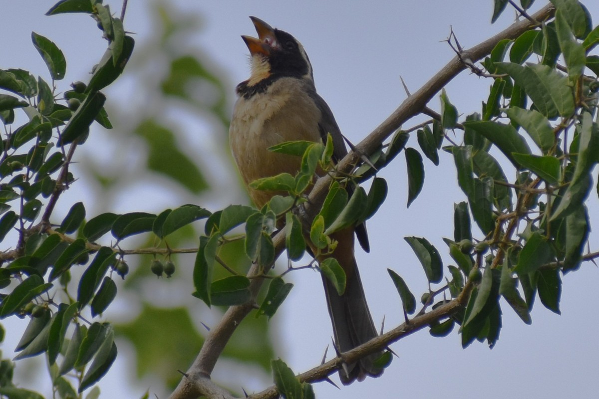 Golden-billed Saltator - ML646610354