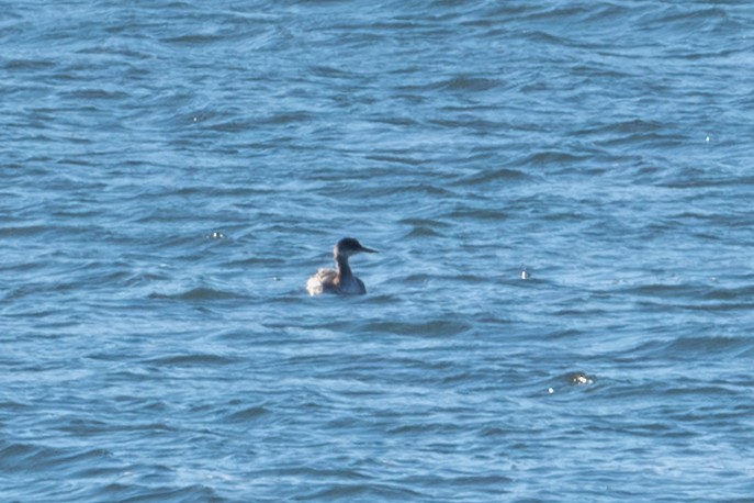 Svasso collorosso - ML646610356