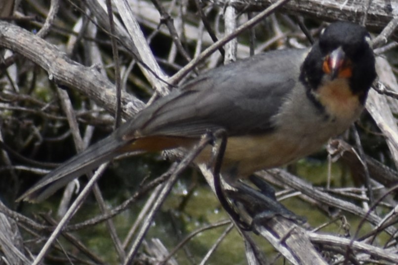 Golden-billed Saltator - ML646610357