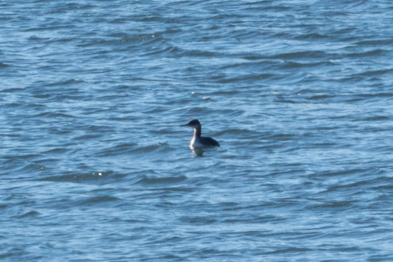 Svasso collorosso - ML646610359