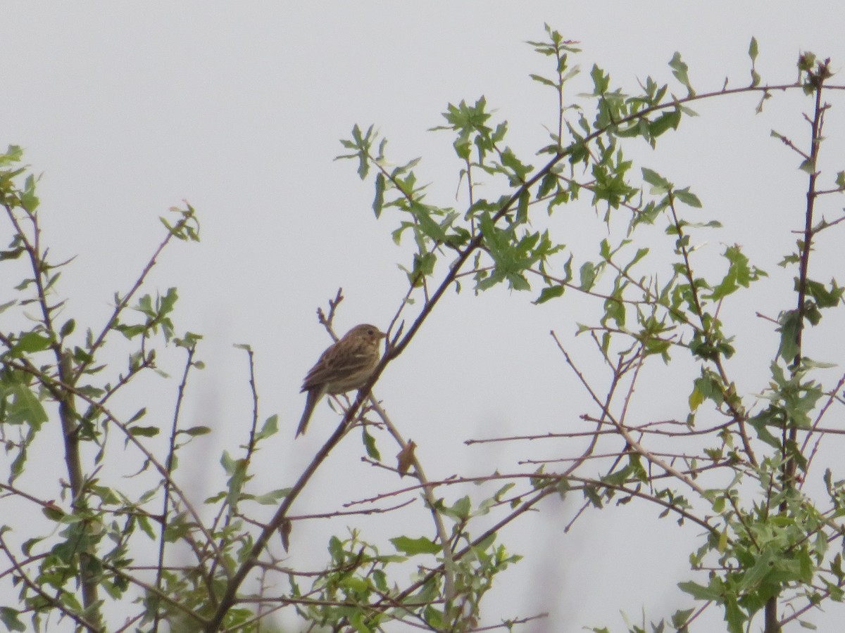 Vesper Sparrow - ML646610360