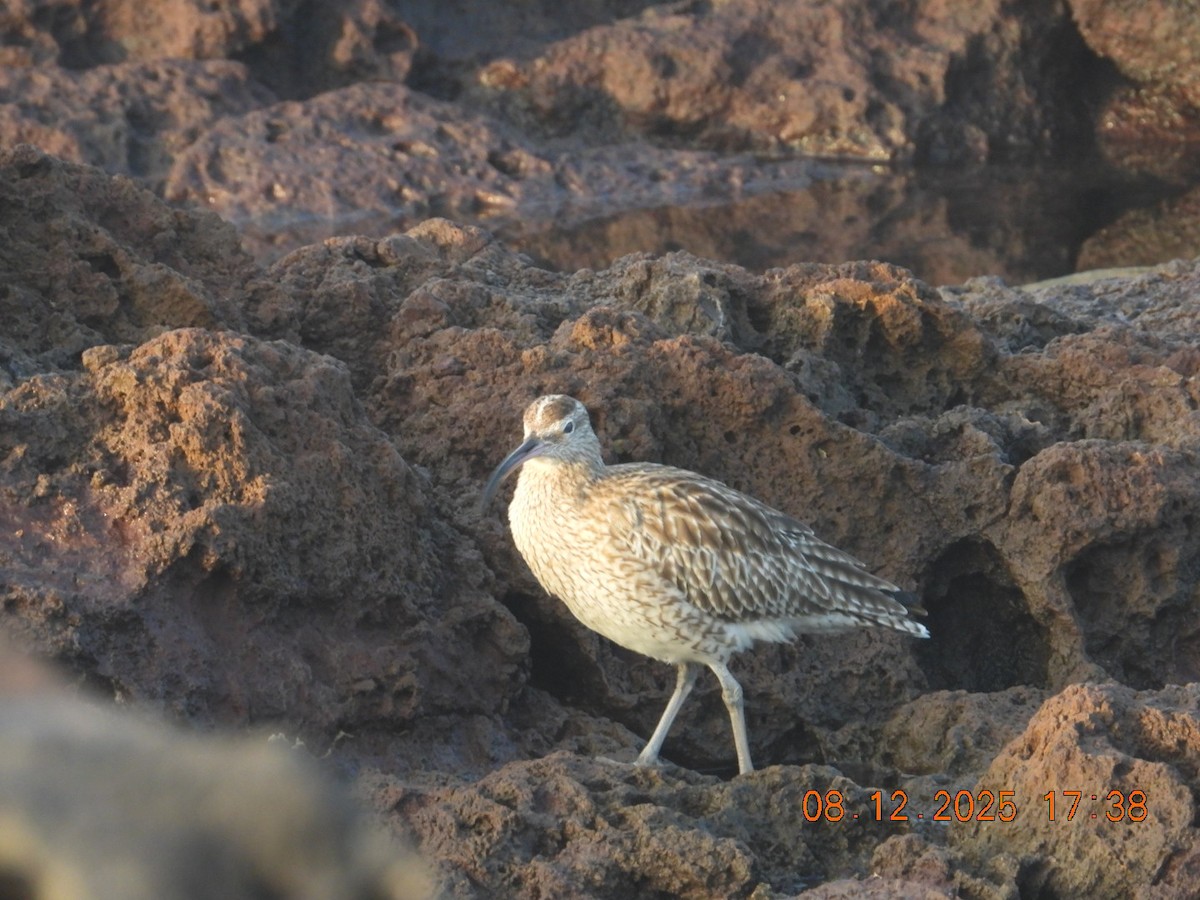 Eurasian Whimbrel - ML646610361