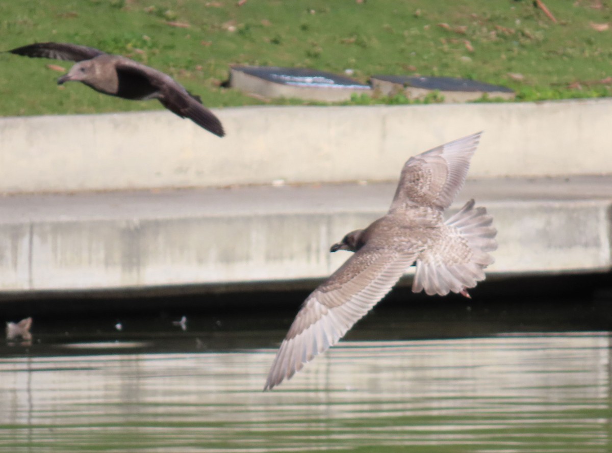 weißflügelige Großmöwe, unbestimmt - ML646610364