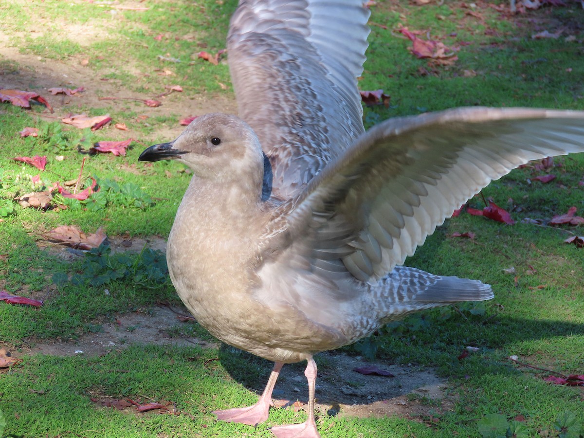 weißflügelige Großmöwe, unbestimmt - ML646610365