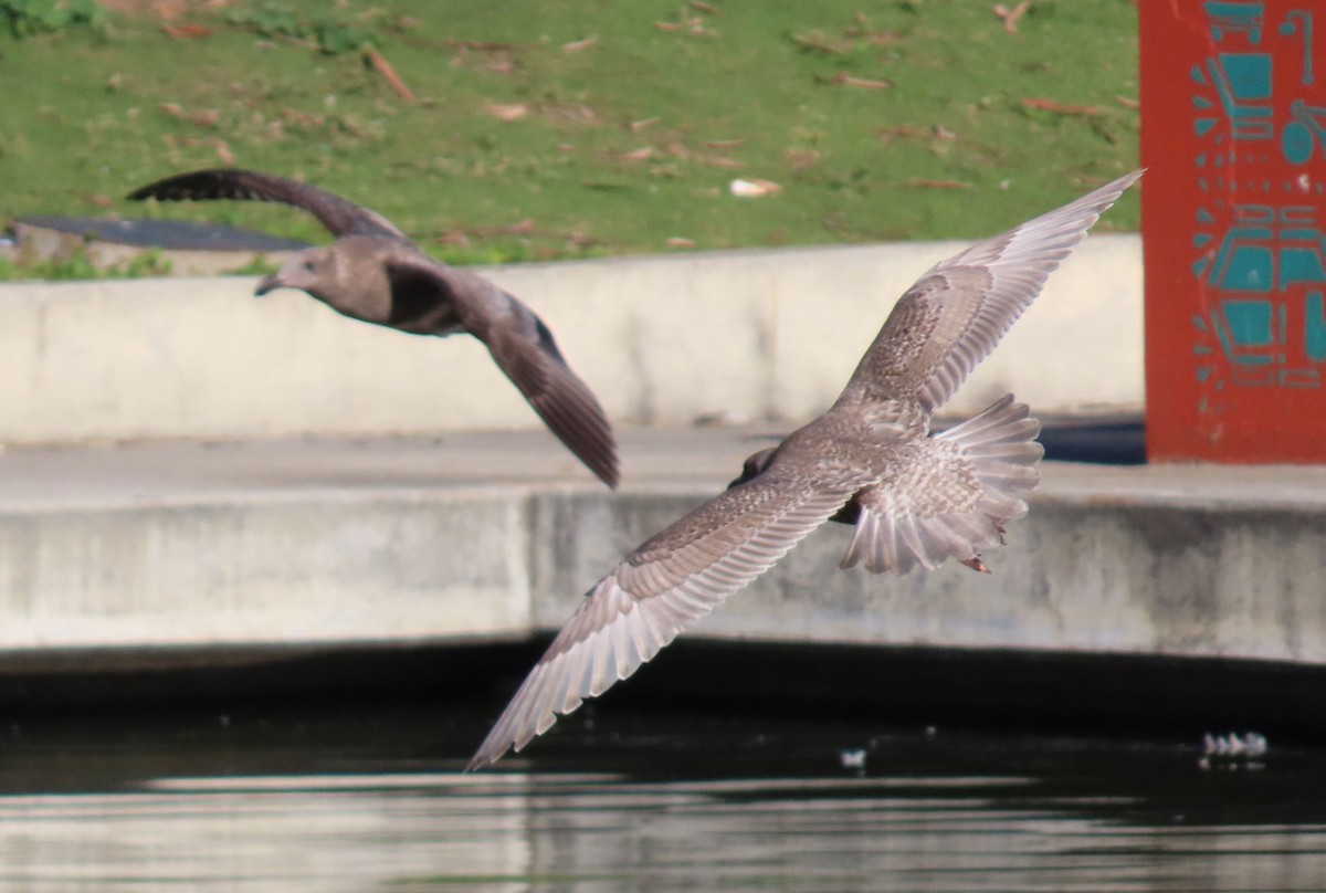 weißflügelige Großmöwe, unbestimmt - ML646610366