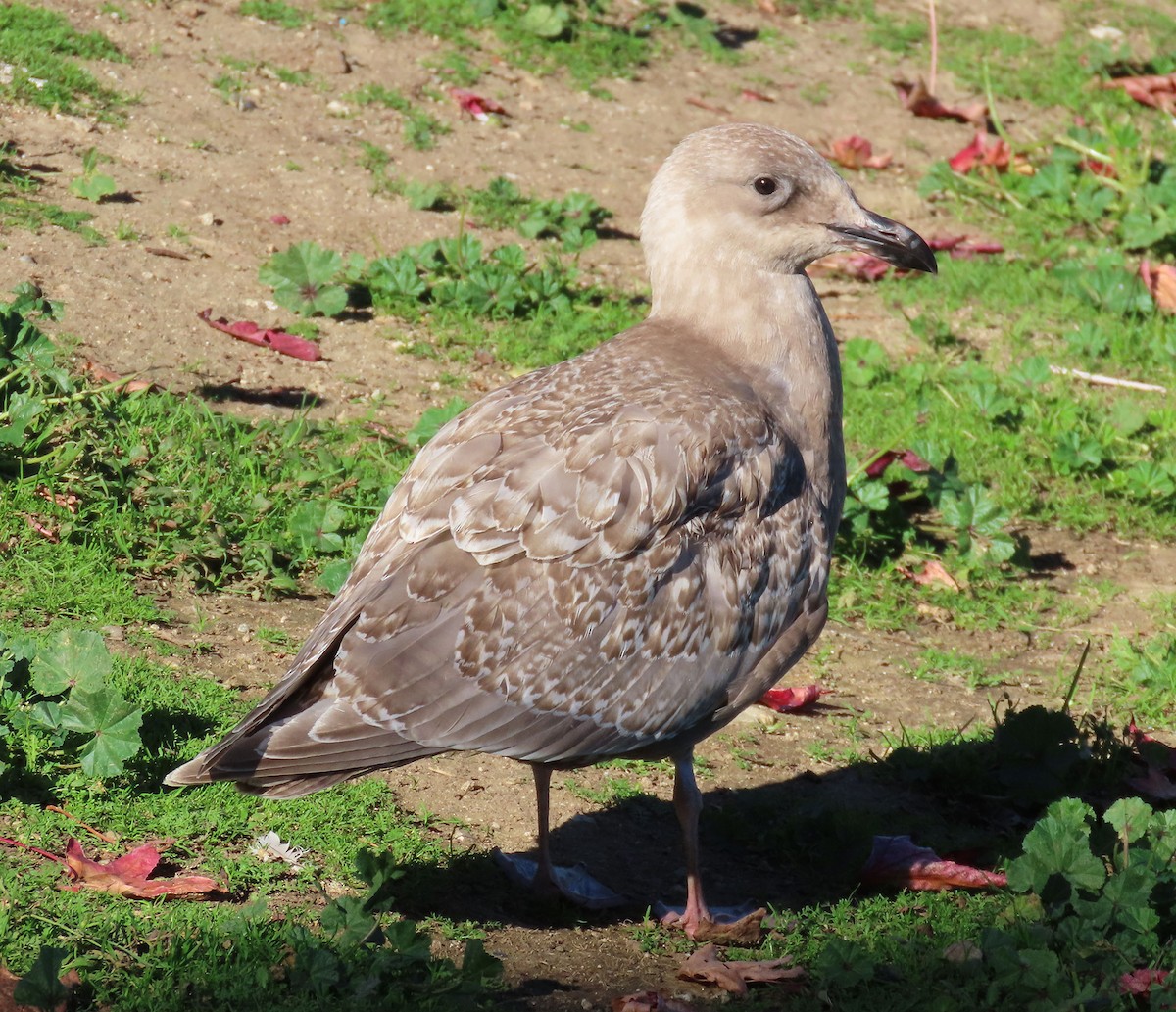 weißflügelige Großmöwe, unbestimmt - ML646610367