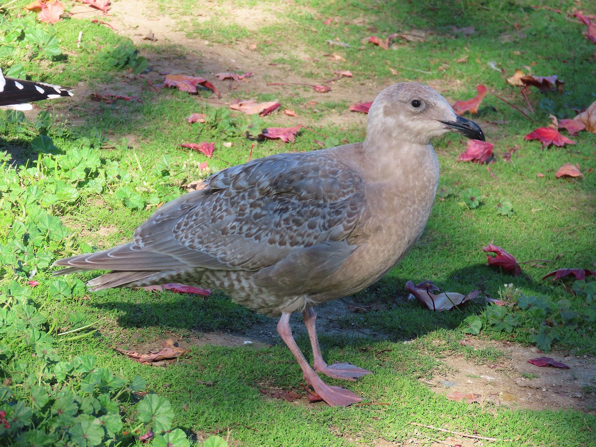 weißflügelige Großmöwe, unbestimmt - ML646610368