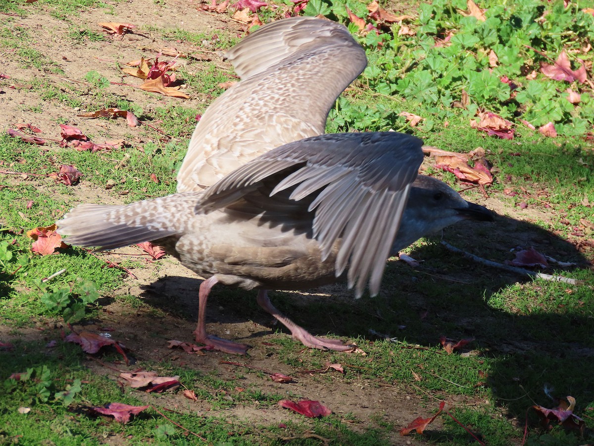 weißflügelige Großmöwe, unbestimmt - ML646610369