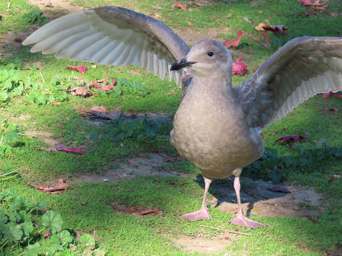 weißflügelige Großmöwe, unbestimmt - ML646610370