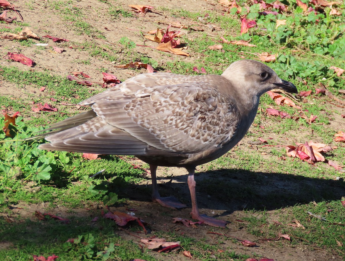 weißflügelige Großmöwe, unbestimmt - ML646610371