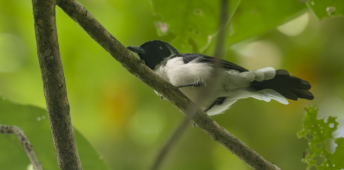 Kofiau Monarch - ML646610372