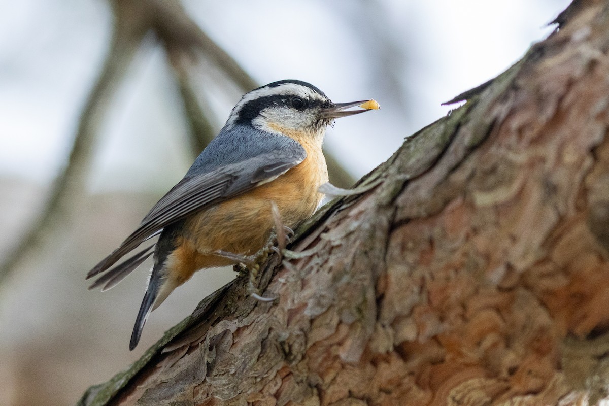 Red-breasted Nuthatch - ML646610374