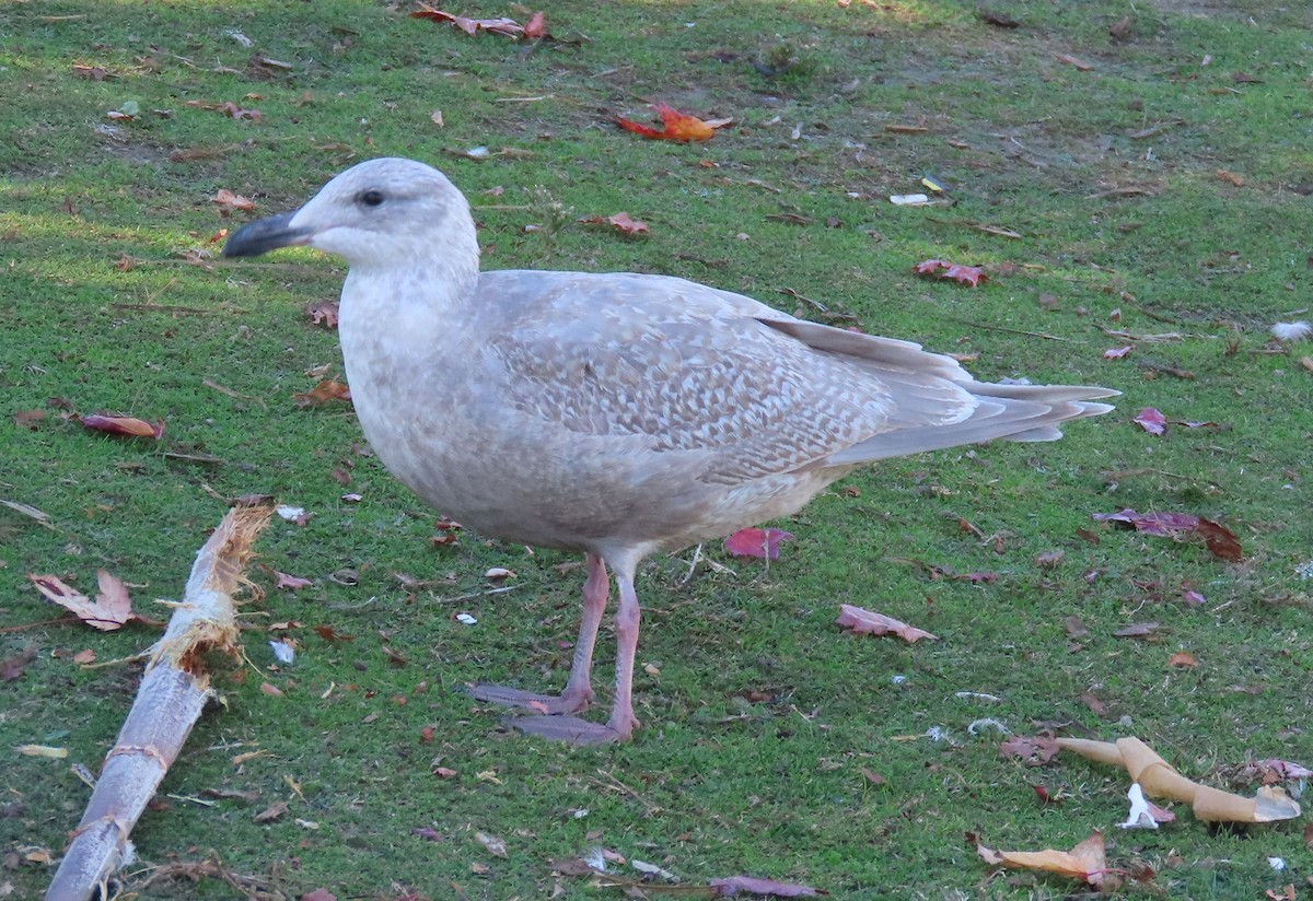 Beringmöwe - ML646610375