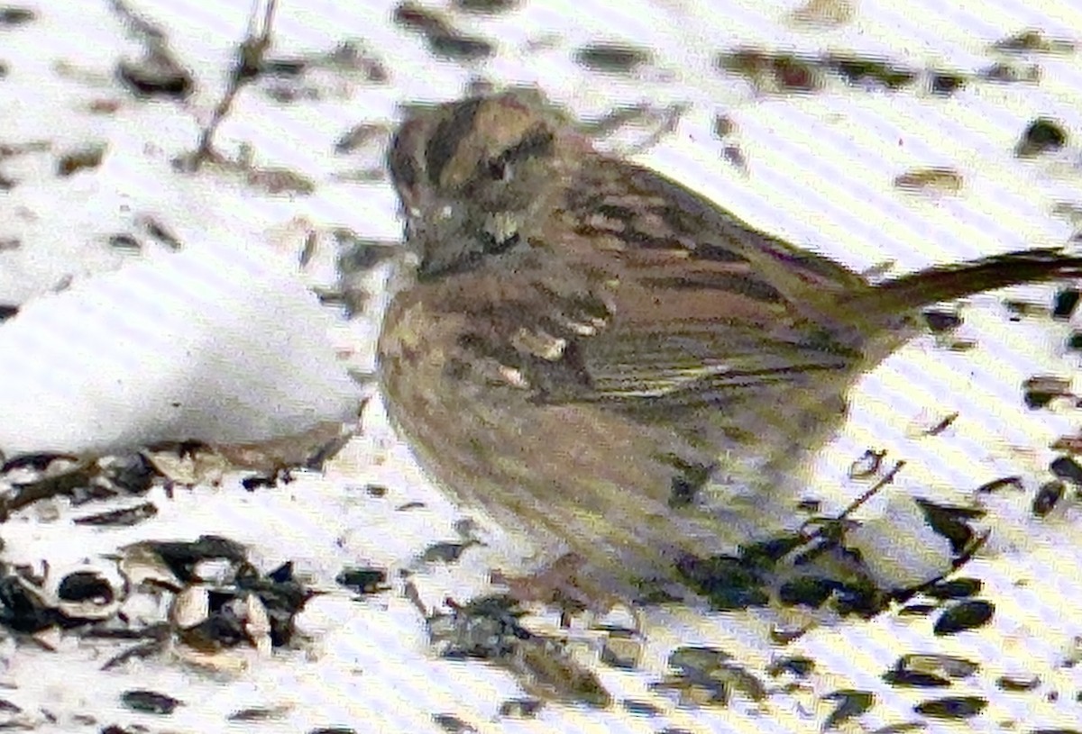 White-throated Sparrow - ML646610377