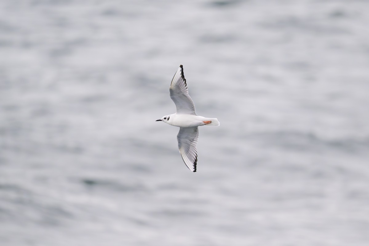 Bonaparte's Gull - ML646610379