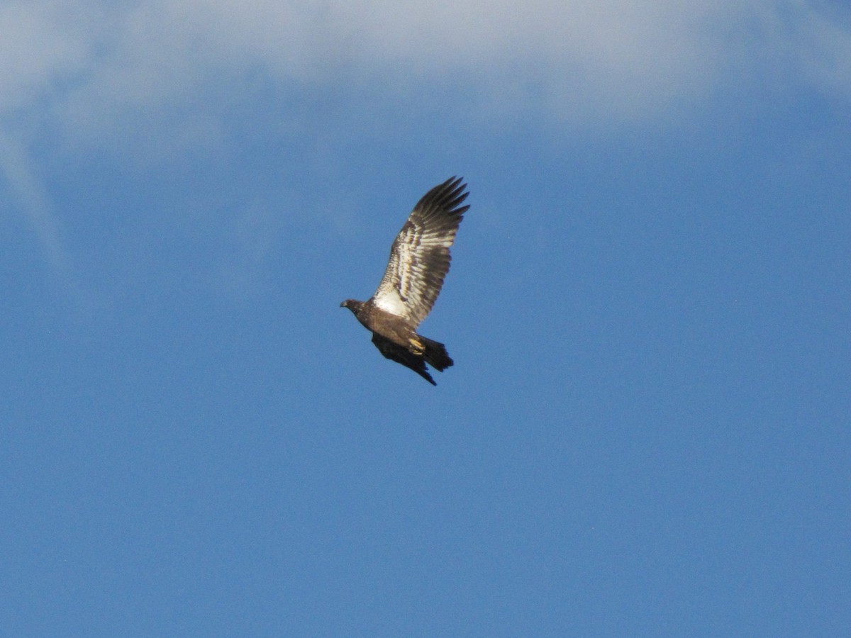 Pigargo Americano - ML646610380