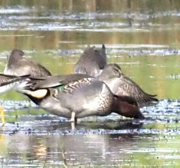 Green-winged Teal - ML646610383