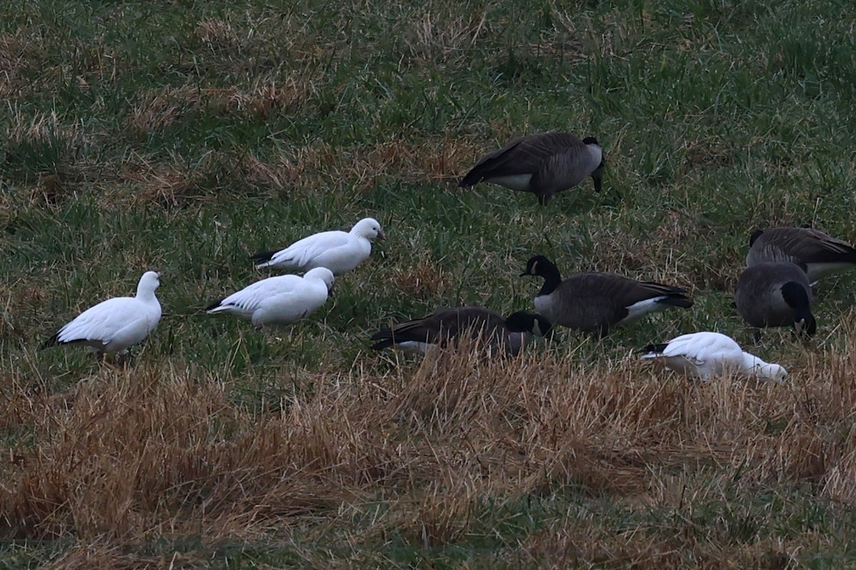 Ánsar de Ross - ML646610384