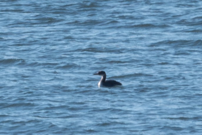 Svasso collorosso - ML646610385