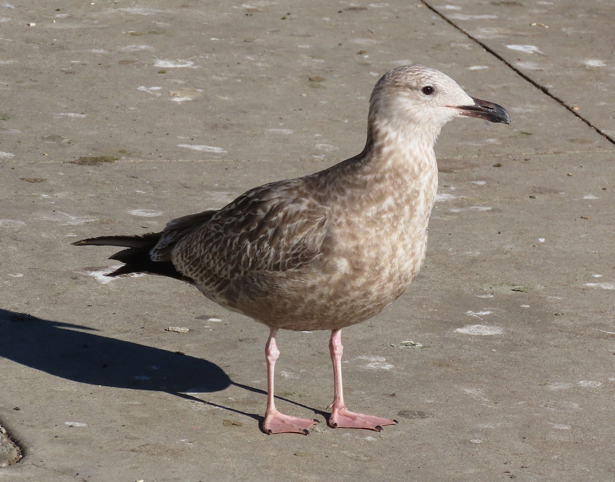 Kanadamöwe - ML646610389