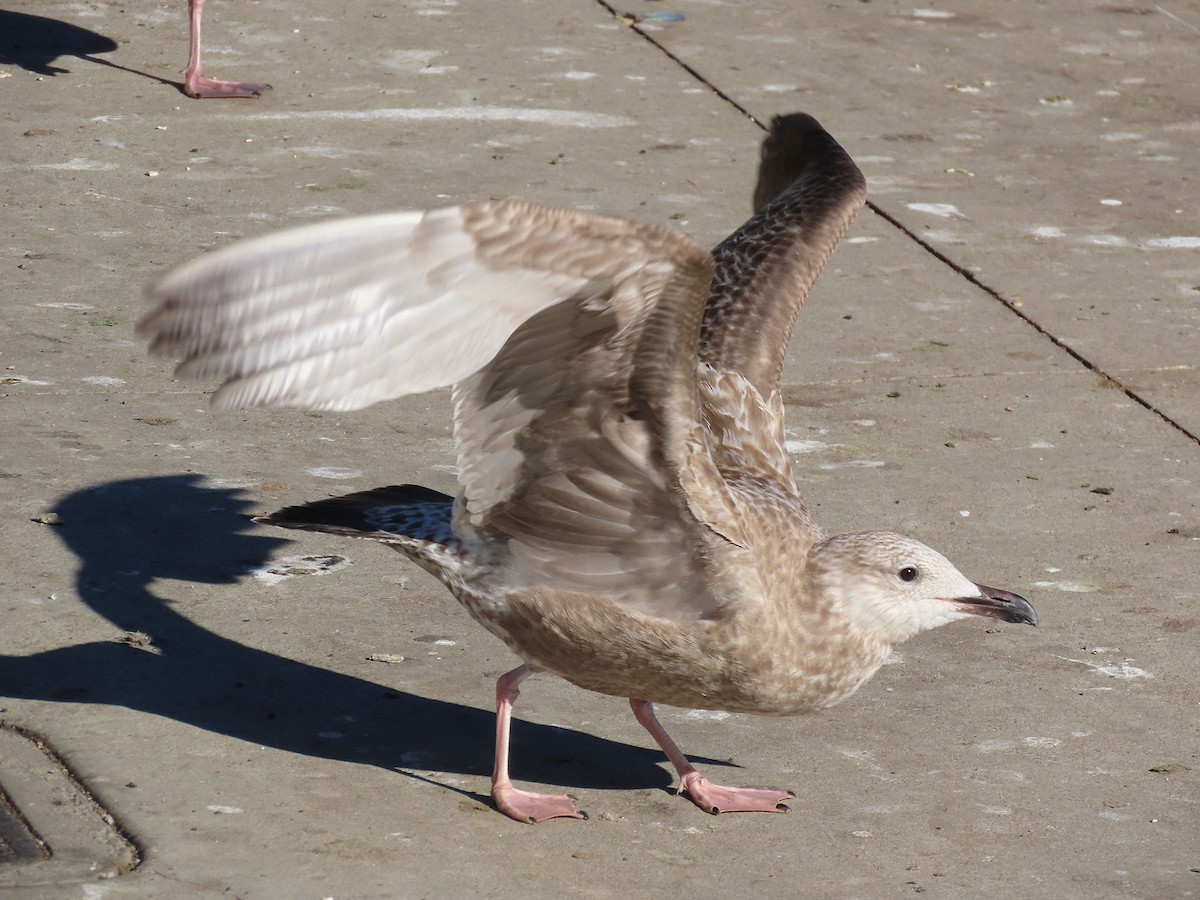 Kanadamöwe - ML646610390